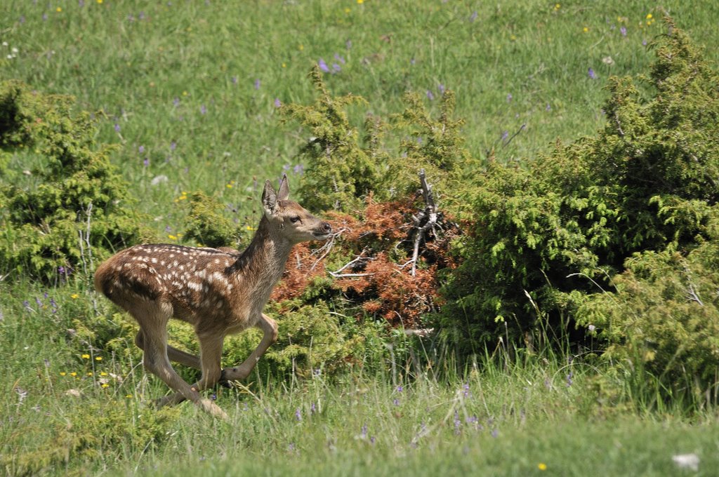 Cuccioli  (fotoracconto)